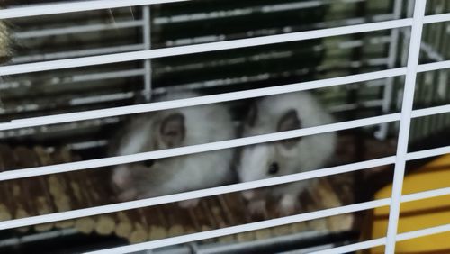 Білка Дегу (чилійська)