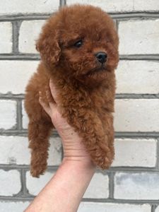 Той пудель девочка Ред Браун