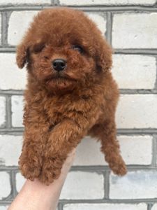 Той пудель девочка Ред Браун