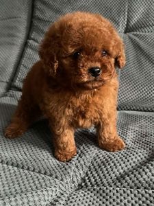 Той пудель девочка Ред Браун