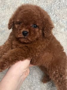 Той пудель девочка Ред Браун