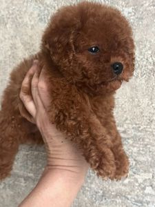 Той пудель девочка Ред Браун