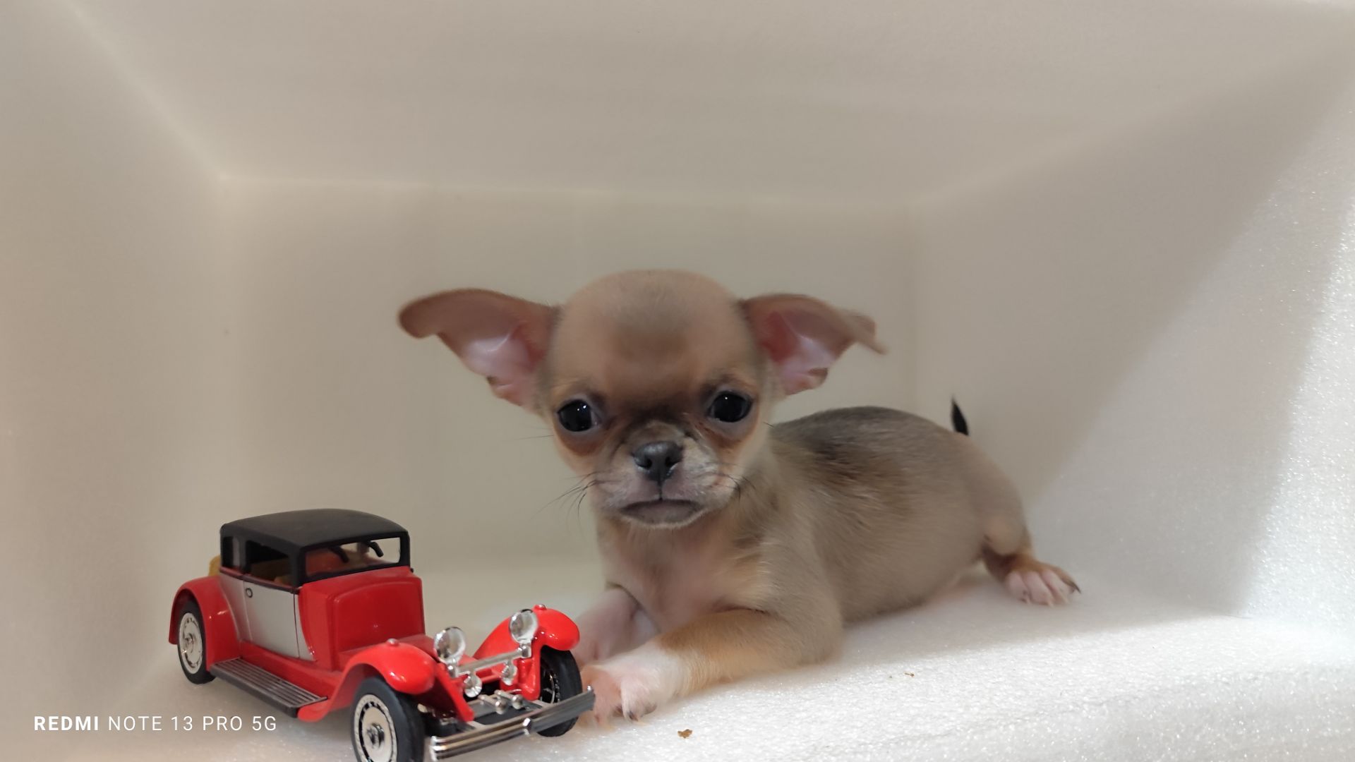 Мега крутий хлопчик чихуахуа