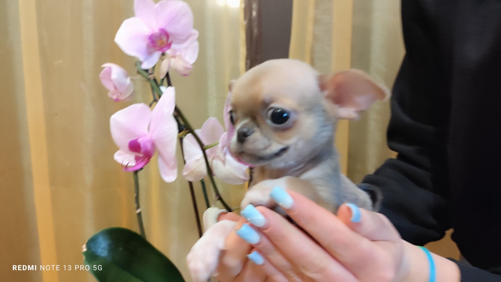 Мега крутий хлопчик чихуахуа