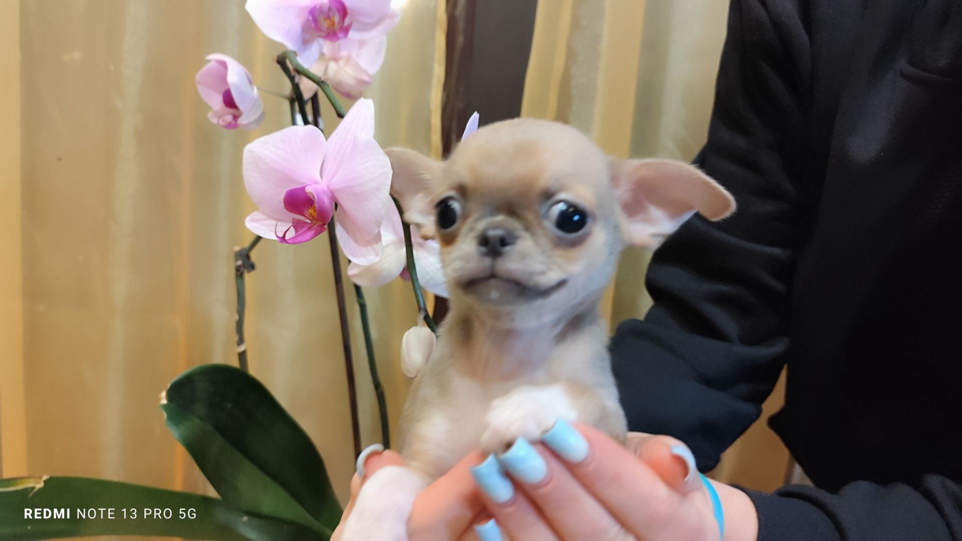 Мега крутий хлопчик чихуахуа