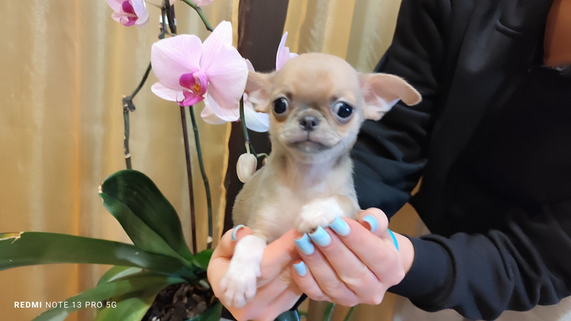 Мега крутий хлопчик чихуахуа