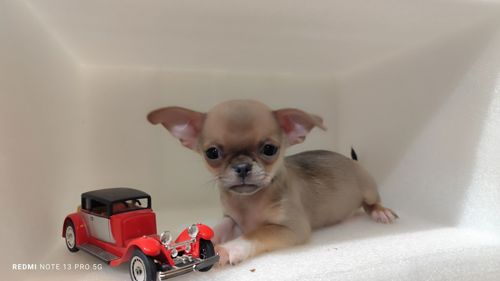 Мега крутий хлопчик чихуахуа