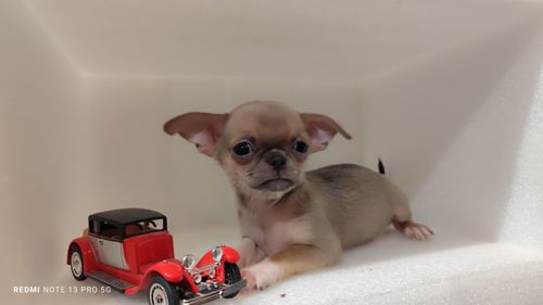 Мега крутий хлопчик чихуахуа
