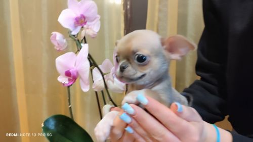 Мега крутий хлопчик чихуахуа