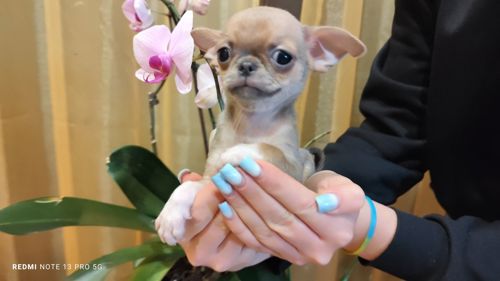 Мега крутий хлопчик чихуахуа