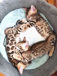 Кошенята бенгальські