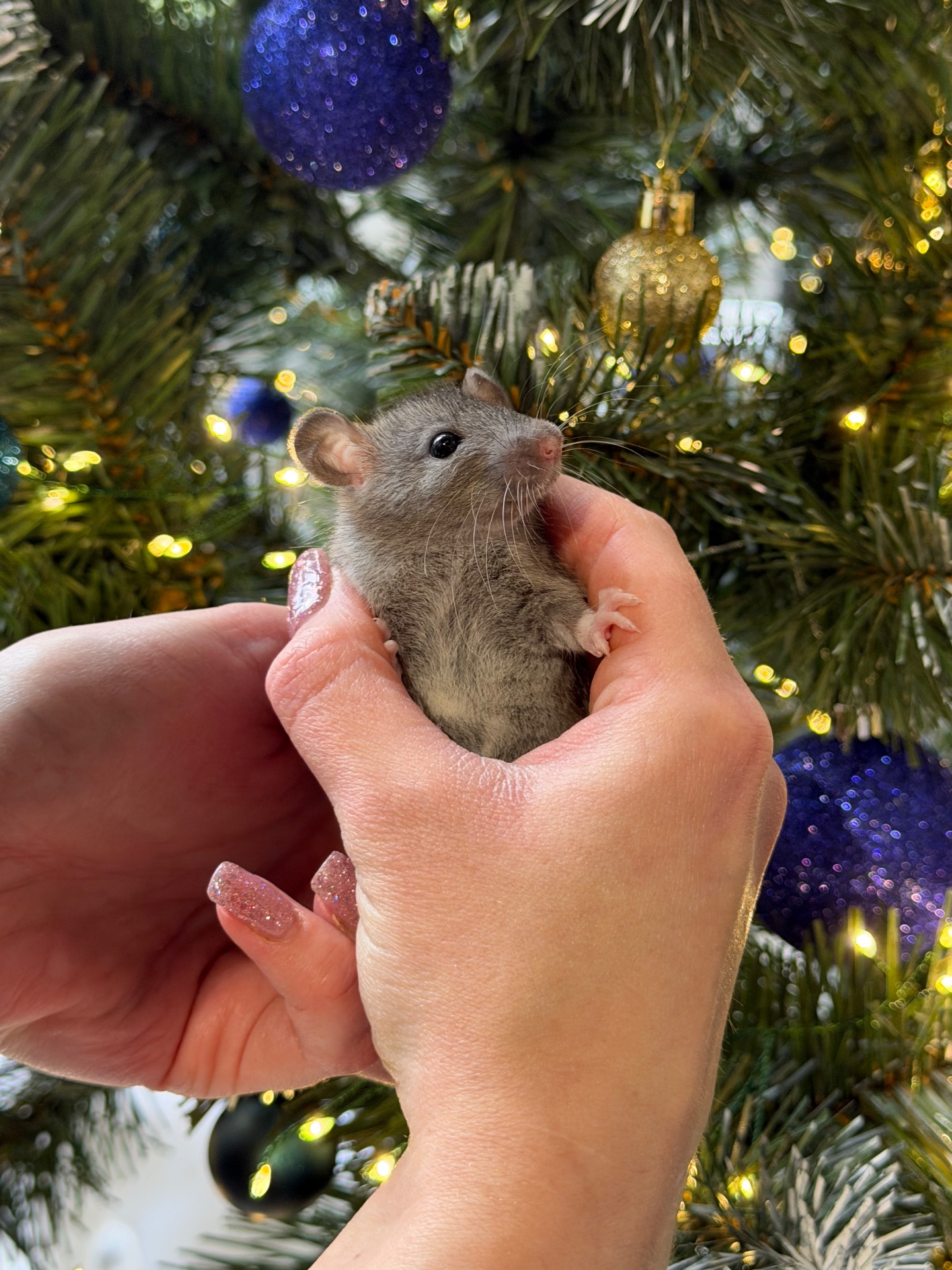 Продаються декоративні щурики