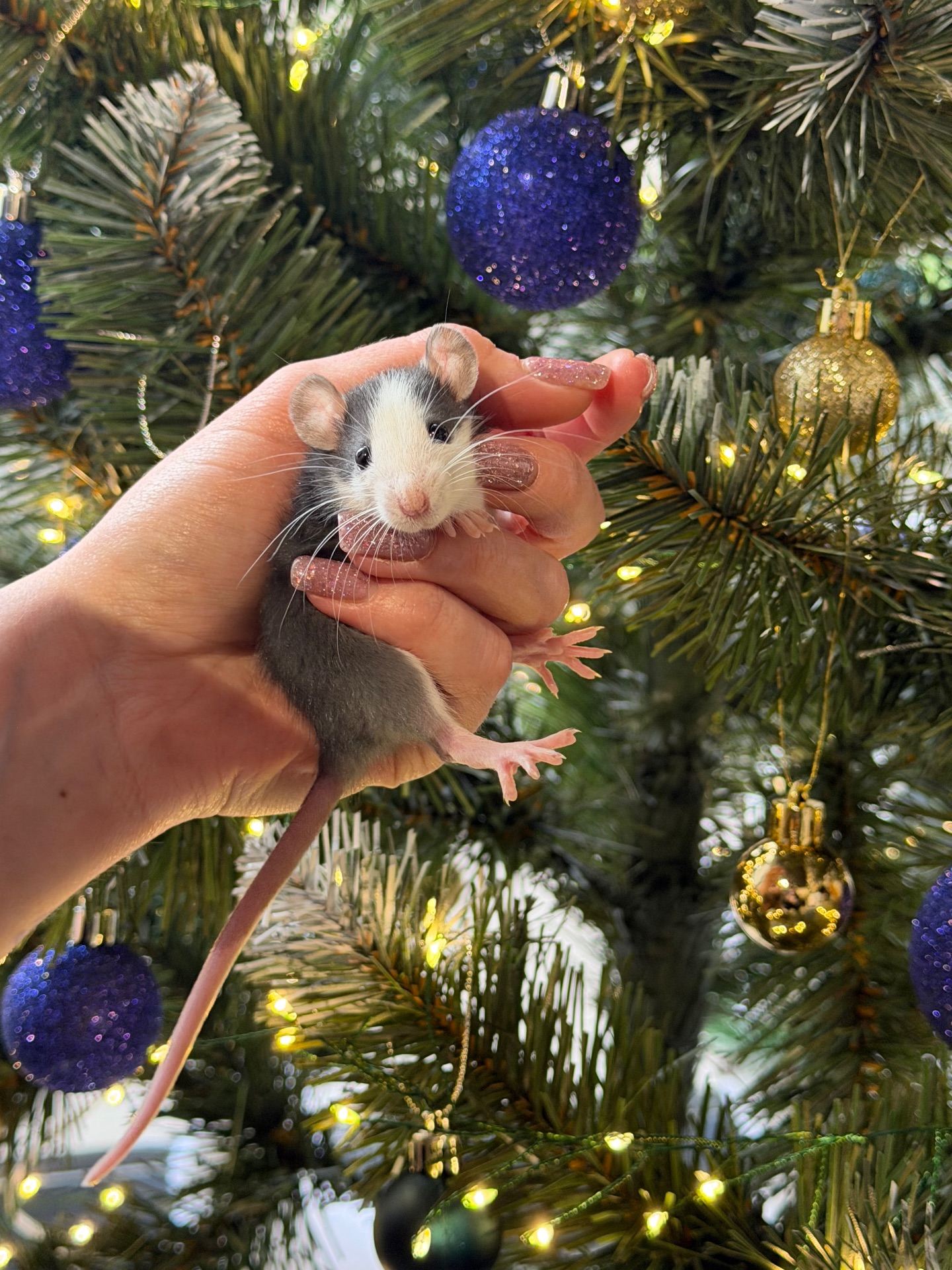 Продаються декоративні щурики