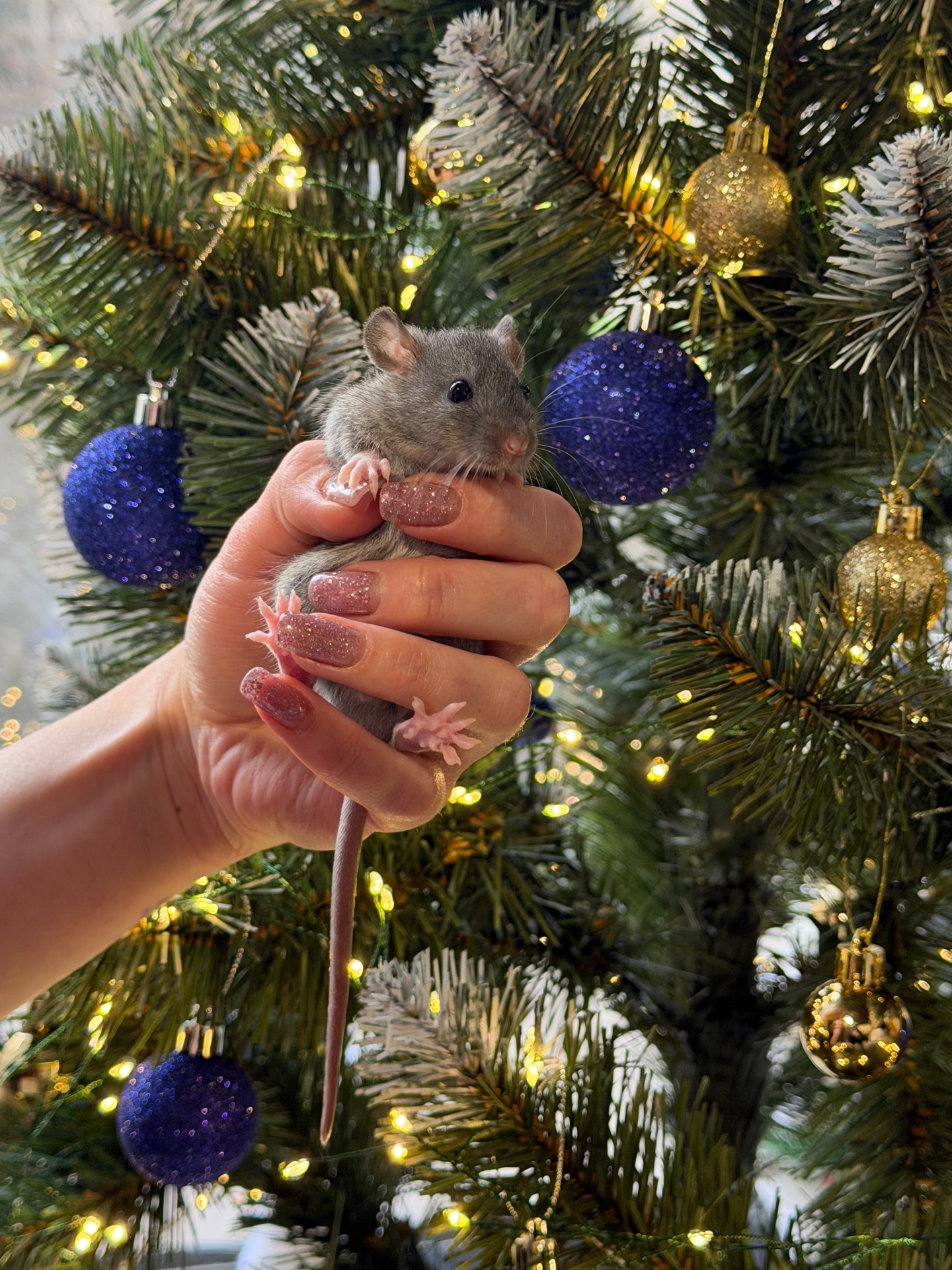 Продаються декоративні щурики