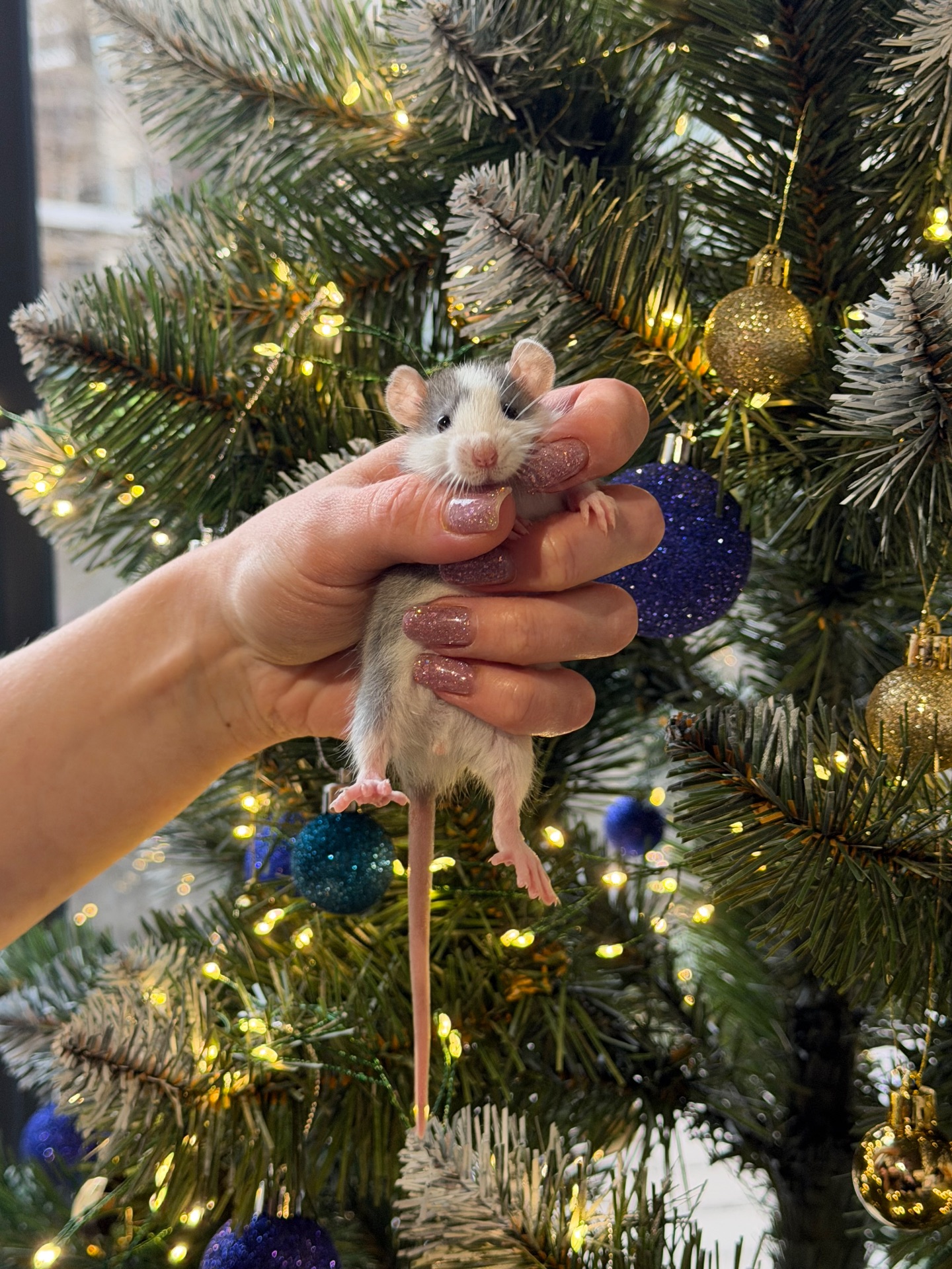 Продаються декоративні щурики