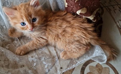 Пухнасте Сонячно-Золотаве кошеня