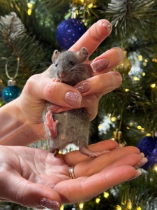 Продаються декоративні щурики