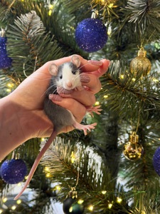 Продаються декоративні щурики