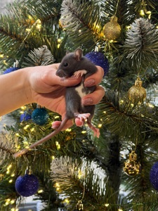 Продаються декоративні щурики