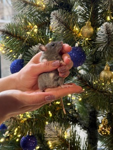 Продаються декоративні щурики