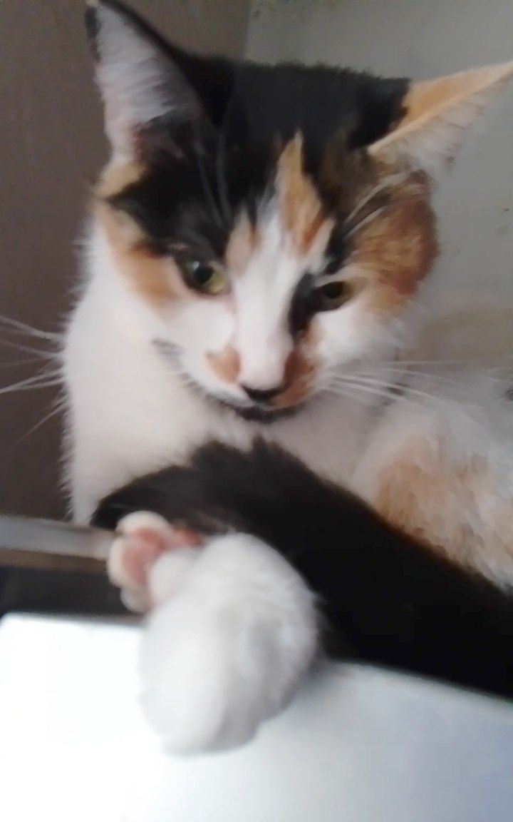 Кошка, возраст 1,9 года. Трёхцветная. Бесплатно.