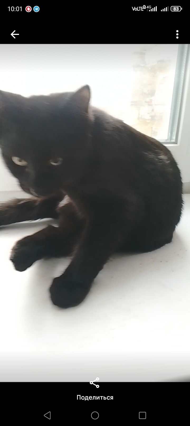Бесплатно. Котенок чёрный. Мальчик. Возраст 4 месяца. Днепр
