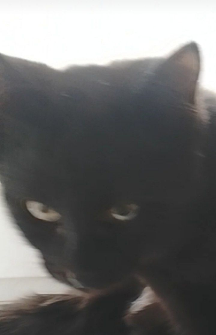 Бесплатно. Котенок чёрный. Мальчик. Возраст 4 месяца. Днепр