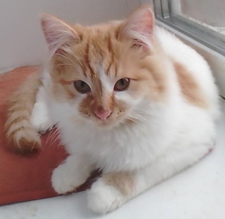 Белый котенок с рыжими пятнышками. Бесплатно. Днепр