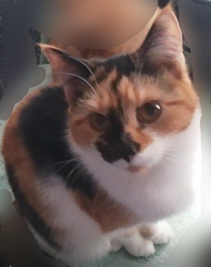 Трехцветный котенок, 9 месяцев. Бесплатно. В хорошую семью