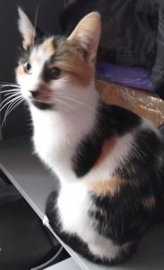 Кошка, возраст 1,9 года. Трёхцветная. Бесплатно.