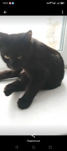 Бесплатно. Котенок чёрный. Мальчик. Возраст 4 месяца. Днепр
