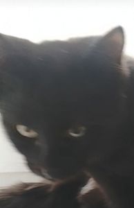 Бесплатно. Котенок чёрный. Мальчик. Возраст 4 месяца. Днепр