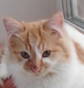 Белый котенок с рыжими пятнышками. Бесплатно. Днепр