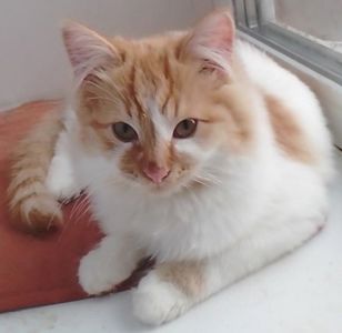 Белый котенок с рыжими пятнышками. Бесплатно. Днепр