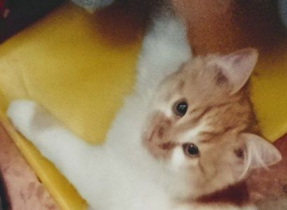 Белый котенок с рыжими пятнышками. Бесплатно. Днепр