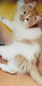 Белый котенок с рыжими пятнышками. Бесплатно. Днепр