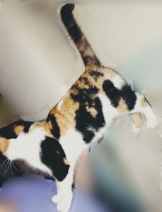 Трехцветный котенок, 9 месяцев. Бесплатно. В хорошую семью