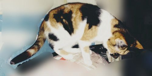 Трехцветный котенок, 9 месяцев. Бесплатно. В хорошую семью