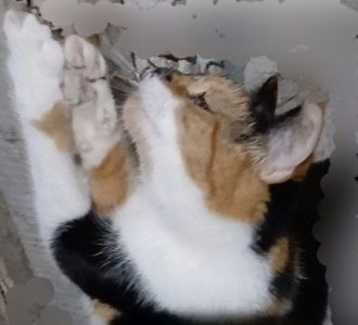 Трехцветный котенок, 9 месяцев. Бесплатно. В хорошую семью