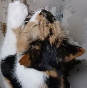 Трехцветный котенок, 9 месяцев. Бесплатно. В хорошую семью