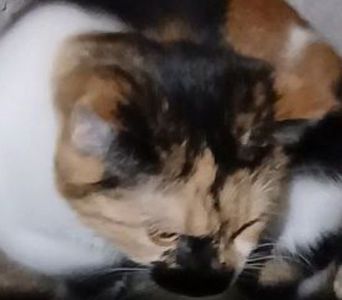 Трехцветный котенок, 9 месяцев. Бесплатно. В хорошую семью