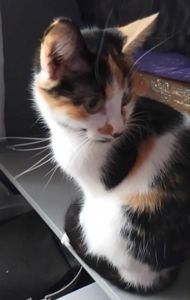 Кошка, возраст 1,9 года. Трёхцветная. Бесплатно.