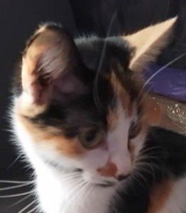 Кошка, возраст 1,9 года. Трёхцветная. Бесплатно.