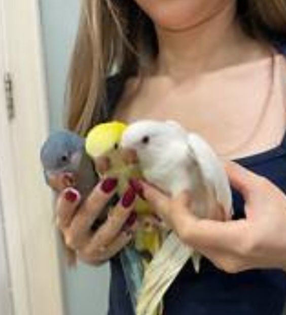 Ручные малыши для разговора