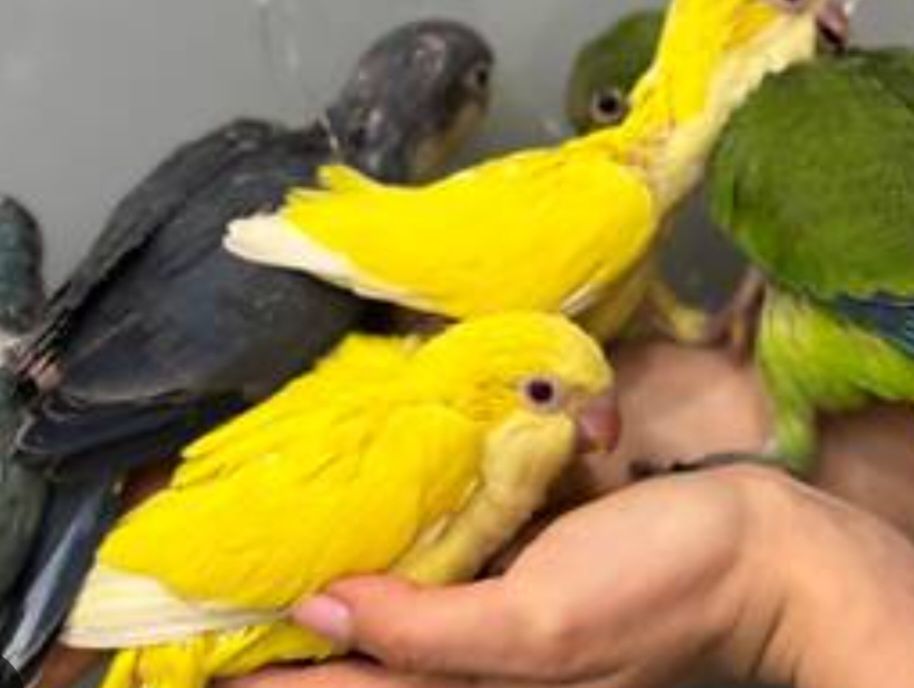 Ручные малыши для разговора