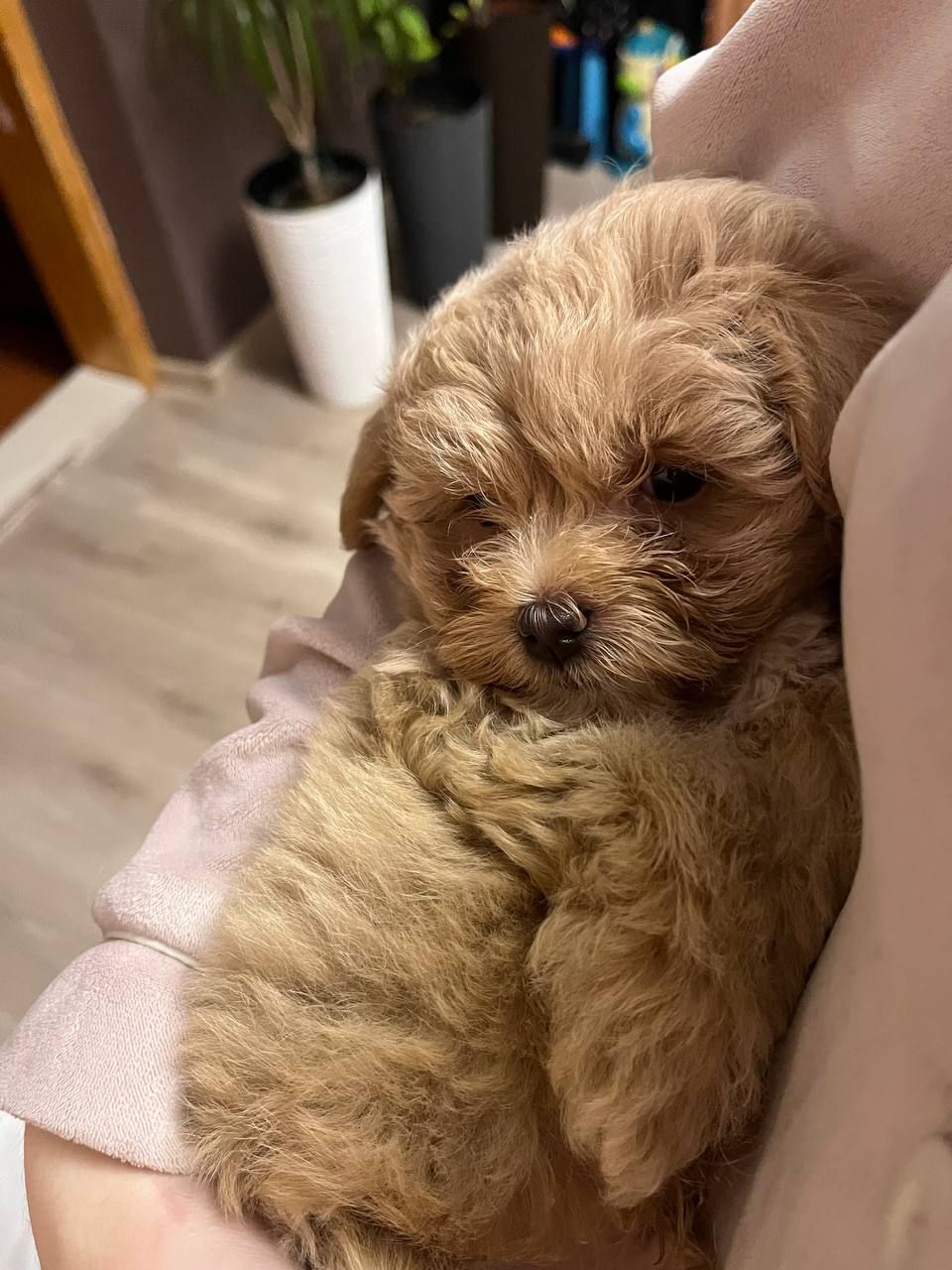 Наймиліше дітки Мальтіпу Ф1