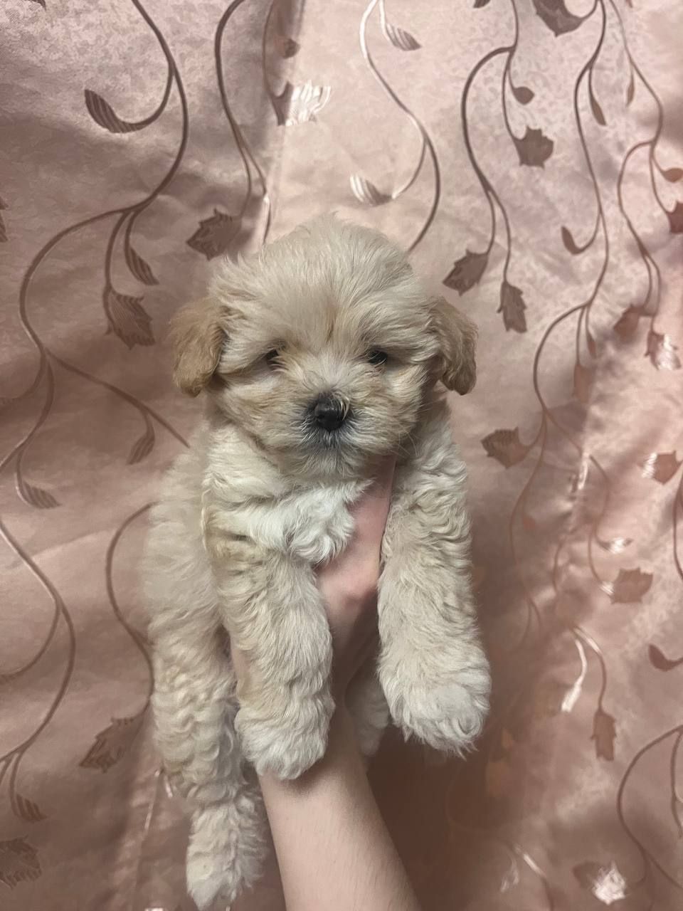 Наймиліше дітки Мальтіпу Ф1