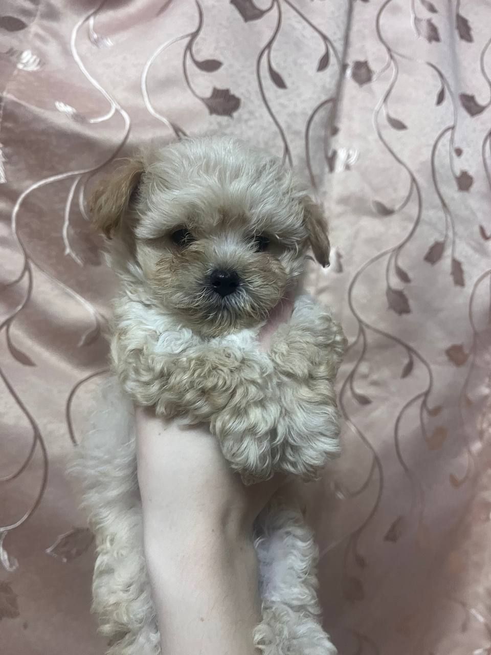 Наймиліше дітки Мальтіпу Ф1