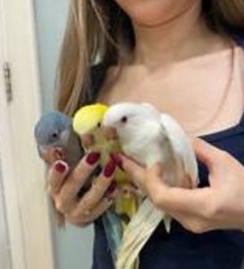 Ручные малыши для разговора