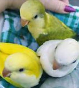 Ручные малыши для разговора